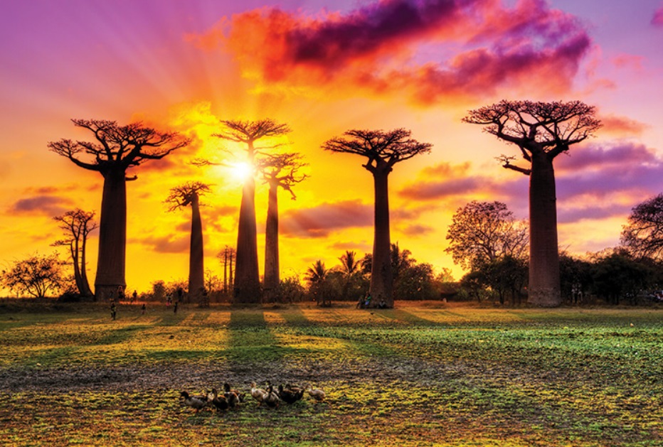 Baobabs à Madagascar